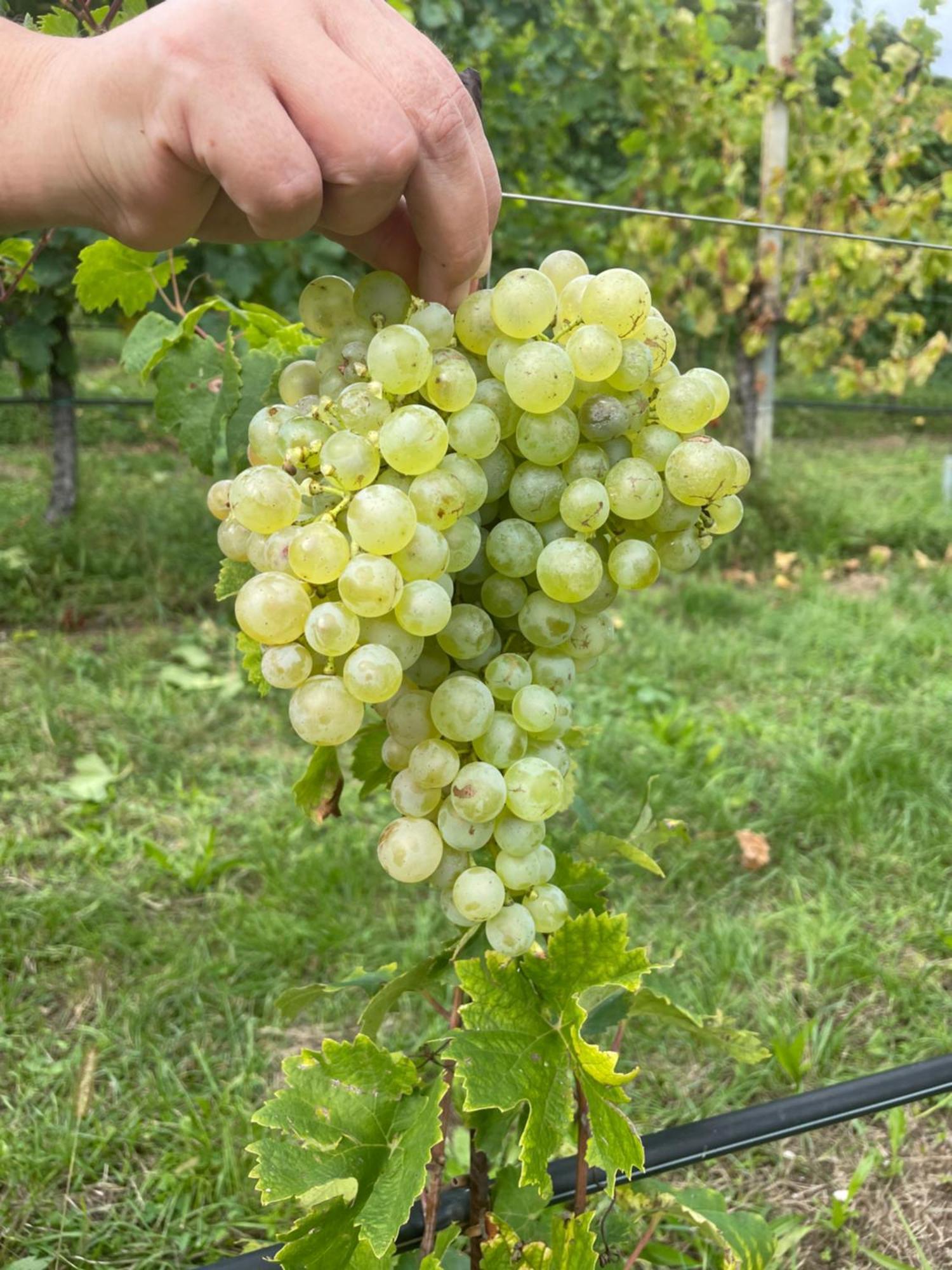 Agriturismo Le Noci Tarzo Ngoại thất bức ảnh