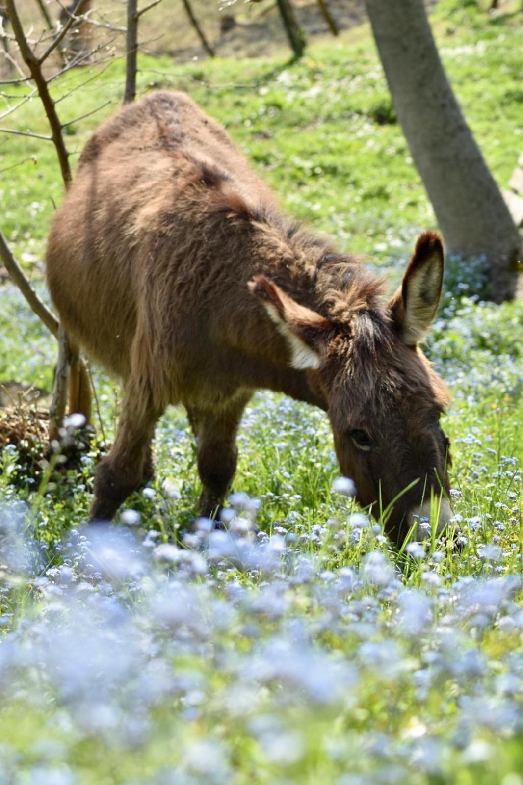 Agriturismo Le Noci Tarzo Ngoại thất bức ảnh